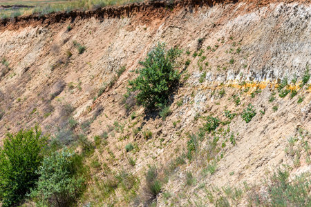 Green bushes on hill, rural summer natureの写真素材