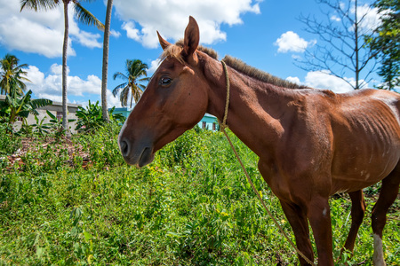 Brown skinny horse portrait in natureの写真素材