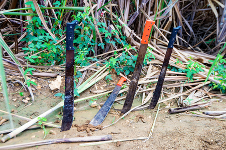 Several machete put in ground