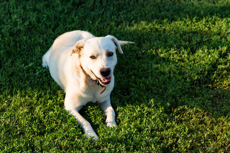 Labrador retriever lies on grass
