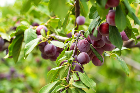Ripe cherry plums on tree branch closeの写真素材