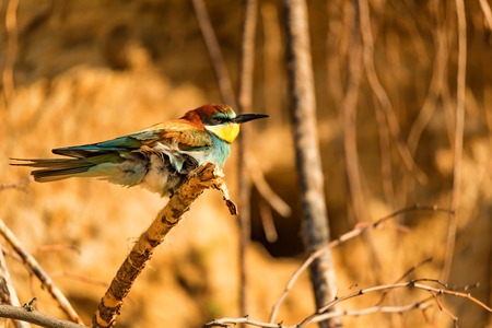 Exotic bird European bee-eater or Merops apiaster