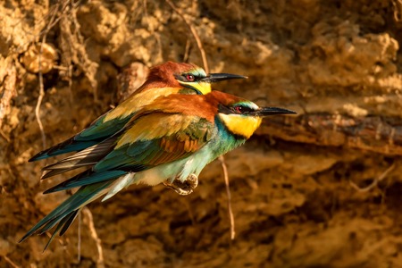 Exotic birds European bee-eater or Merops apiasterの写真素材