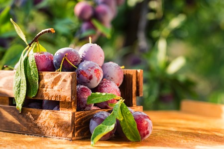 Fresh cherry plums in wooden box close