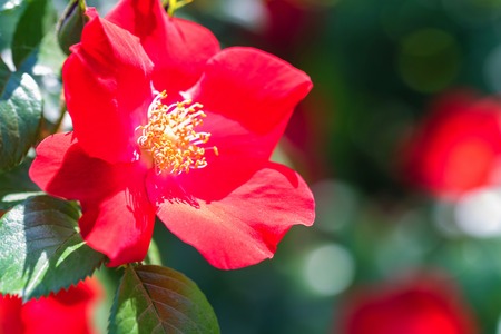 Beautiful red dogrose flowerの写真素材
