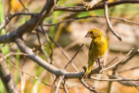 Male European greenfinch or chloris chloris on twig
