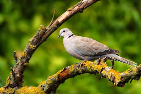 Collared dove or Streptopelia decaocto on branchの写真素材