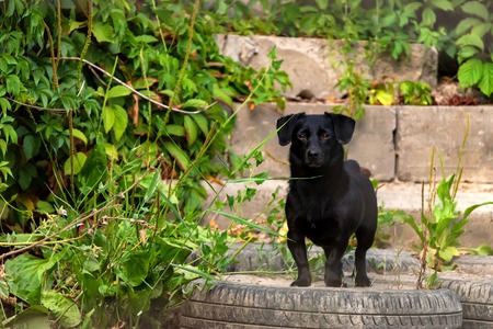 Cute black dog stands outside in natureの写真素材
