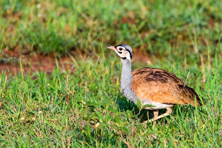 Close-up of white-bellied bustard or Eupodotis senegalensisの写真素材