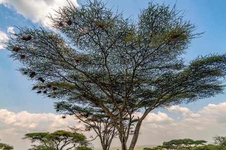 Umbrella thorn acacia tree or Vachellia tortilisの写真素材