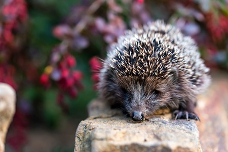 Lovely hedgehog or Erinaceus roumanicus on stoneの写真素材