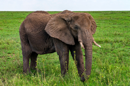African elephant or Loxodonta cyclotis in natureの写真素材