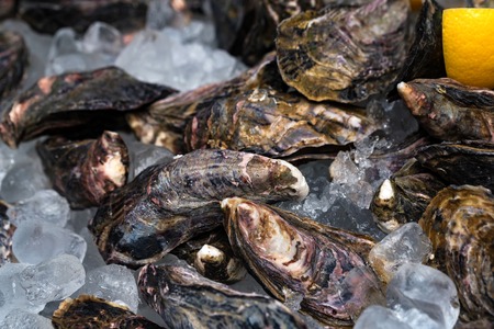 Fresh oysters on ice with slices of lemonの写真素材
