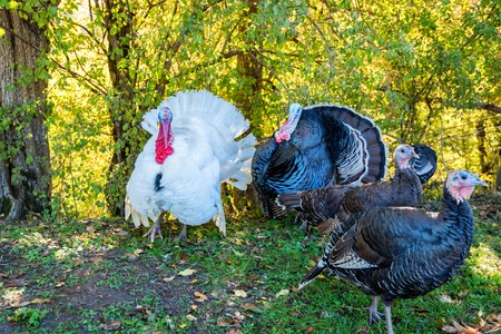 Male and female turkeys outdoors on grassの写真素材