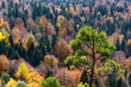 Scenic landscape with bright mountain forest in autumnの写真素材