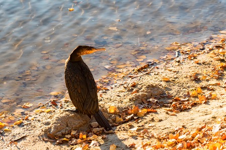 Great Cormorant or Phalacrocorax carbo in natureの写真素材