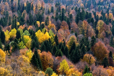 Scenic landscape with bright mountain forest in autumnの写真素材