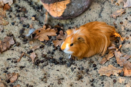 Portrait of cute red guinea pig or Cavia porcellusの写真素材