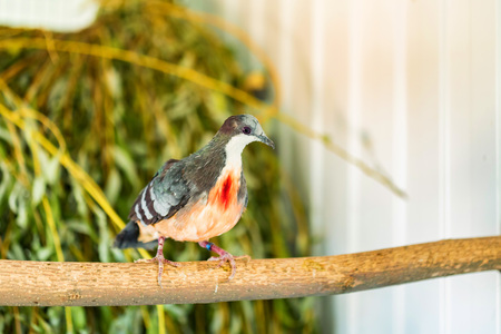 Close up Luzon Bleeding-Heart Dove or Gallicolumba luzonicaの写真素材