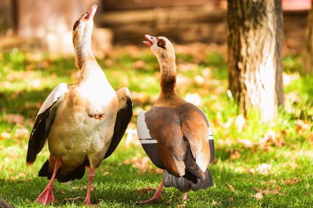 Two Egyptian geese or Alopochen aegyptiacus in natureの写真素材
