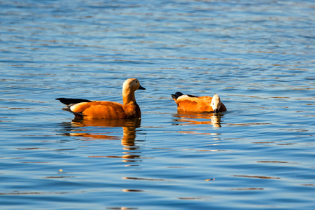 Pair of Ruddy Shelducks or Tadorna ferruginea swimming in a lakeの写真素材