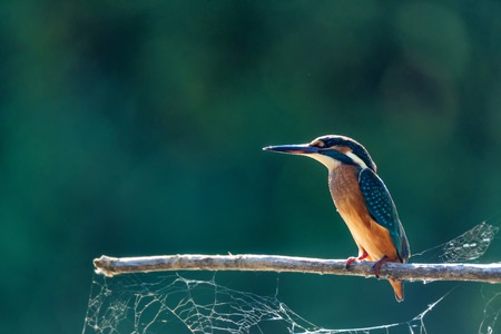 Kingfisher or Alcedo atthis perches on branch