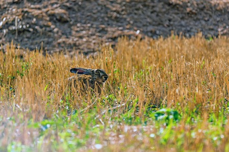 European hare or Lepus europaeus sits in a meadowの写真素材