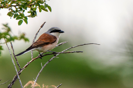 Red-backed Shrike or Lanius collurio on branchの写真素材