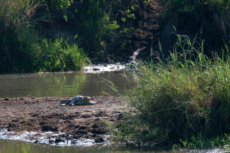 Nile crocodile or Crocodylus niloticus with open mouth lies next to riverの写真素材