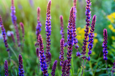 Fresh purple flowers of sage or Salvia divinorum