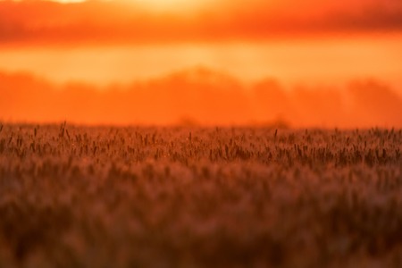 Beautiful field grass at sunset with orange skyの写真素材
