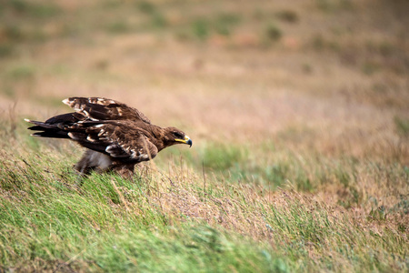 Steppe eagle or Aquila nipalensis in grassの写真素材