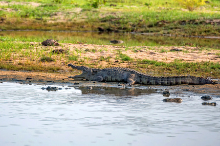 Mugger crocodile or Crocodylus palustris on river bank
