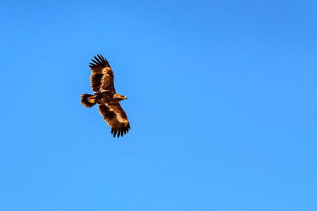 Steppe eagle or Aquila nipalensis in sky