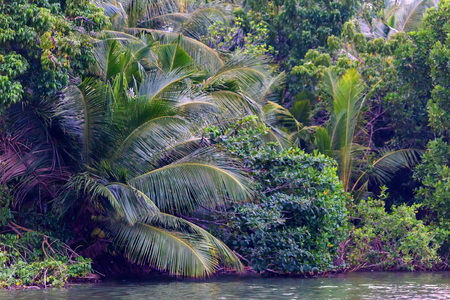 Mangroves on the bank of tropical river in Sri Lankaの写真素材