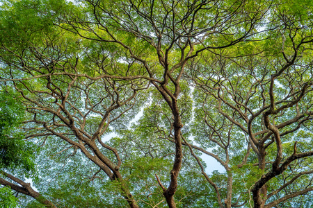 Crown of big green tree against blue skyの写真素材