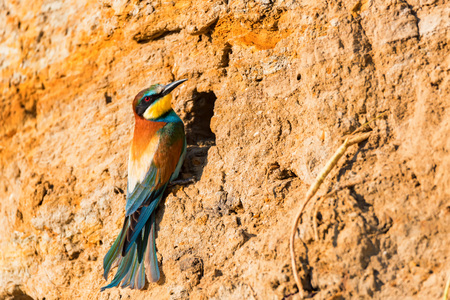 Exotic bird European bee-eater or Merops apiaster perches near hole in rockの写真素材