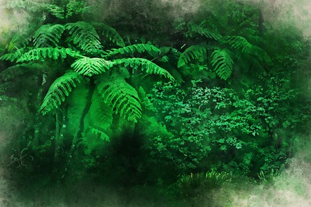 Beautiful lush cloud forest on Sri Lankaの写真素材