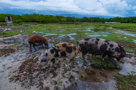 Domestic pigs walk in the back yard