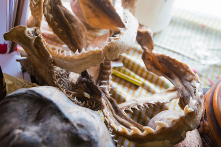 Shark jaw bone and sharp shark teeth close up