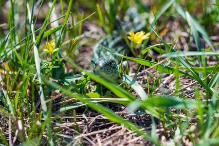 Portrait of happy quick lizard in grassの写真素材