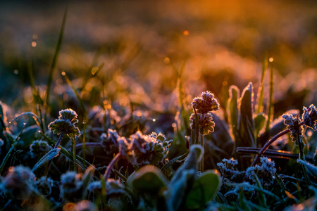 Close up plant under hoar frost in the morning in spring fieldの写真素材