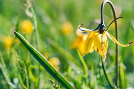 Close up dry yellow Schrencks tulip or Tulipa Tulipa schrenkii in the steppeの写真素材