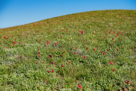 Schrencks tulips or Tulipa Tulipa schrenkii and irises in the steppe fieldの写真素材