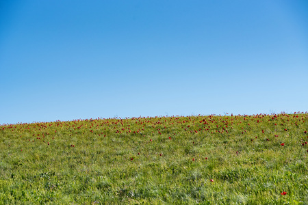 Schrencks tulips or Tulipa Tulipa schrenkii and irises in the steppe fieldの写真素材