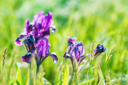 Beautiful purple wild irises blossoming in spring steppe backgroundの写真素材
