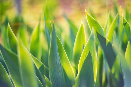 Green iris leaves in garden for abstract springの写真素材