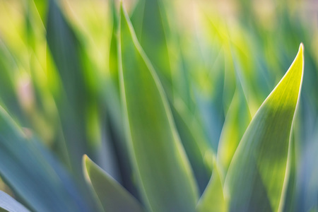 Green iris leaves in garden for abstract springの写真素材