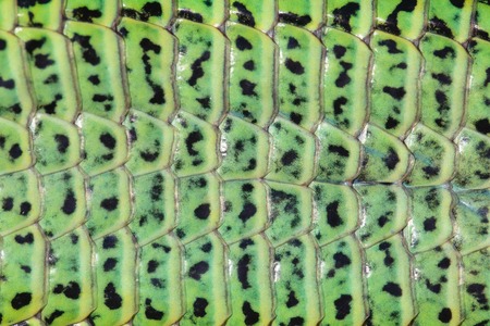 Close up green reptile skin texture
