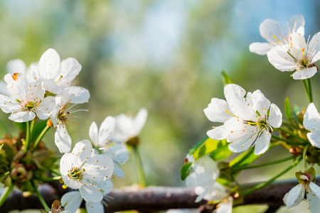 Close up beautiful flowers of cherry on branch